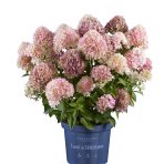 Hortenzia metlinatá (Hydrangea paniculata) ´LIVING LITTLE LOVE´® by LIVING CREATIONS® výška 20-30 cm, kont. C1,5L